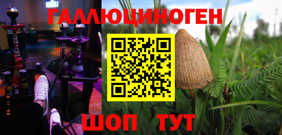 Псилоцибиновые грибы Psilocybe Калининград